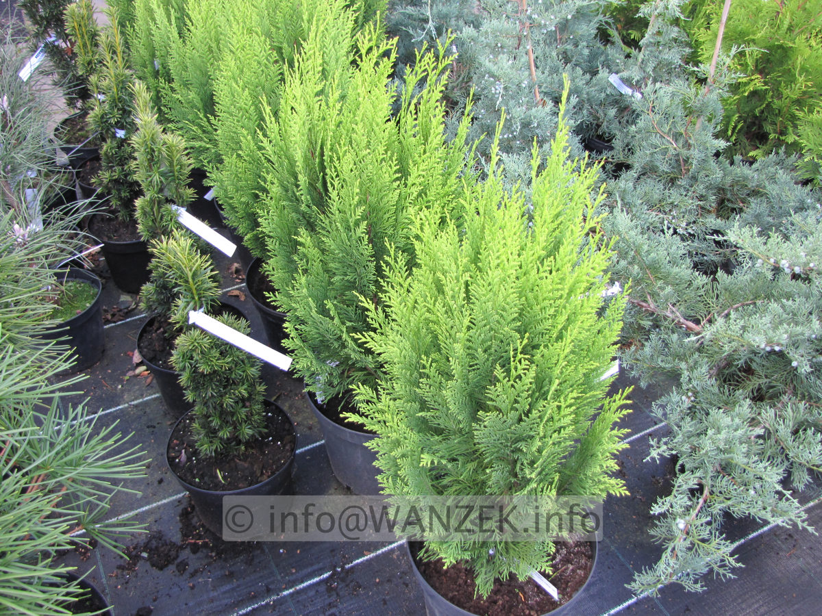 Chamaecyparis lawsoniana Aurea Romana Jungpflanzen 60cm.JPG